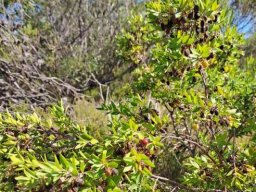 Diospyros glabra big, burdened bush